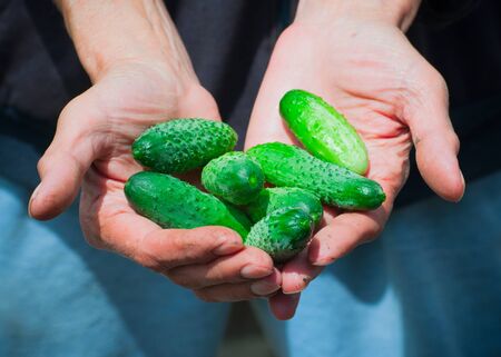 Cucumbers fresh green hands old summerの写真素材