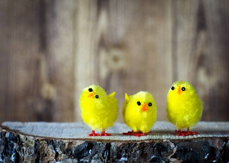 Easter yellow chicken wooden backgroundの写真素材