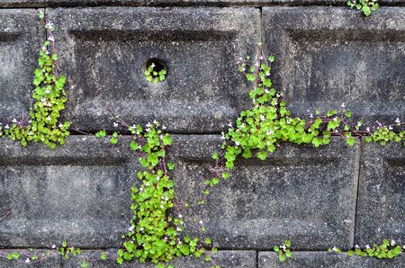 Concrete wallの写真素材
