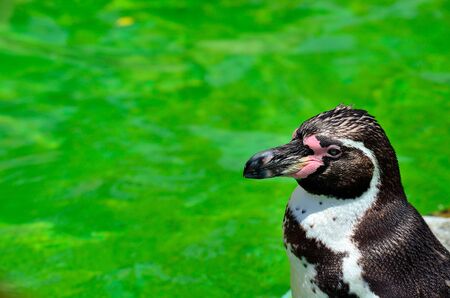 Humboldt Penguinの写真素材