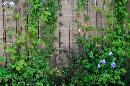 Wooden planks and leavesの写真素材