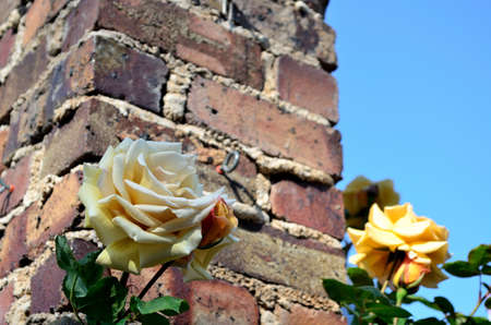 Butterscotch rosesの写真素材