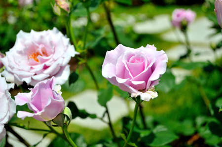 Rose Sterling Silverの写真素材