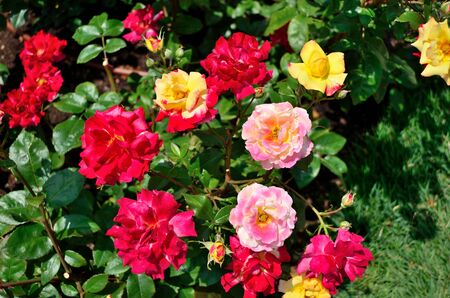 Rose Charlestonの写真素材