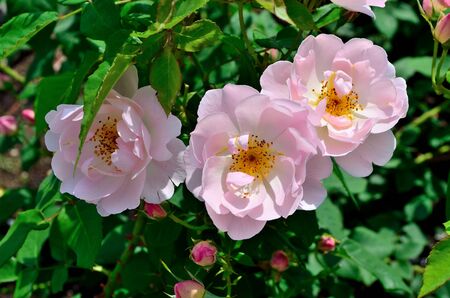 Rose Ever goldの写真素材