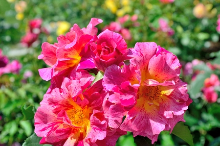 Edgar Degasの写真素材