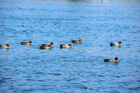 Ducks in Lake Biwa