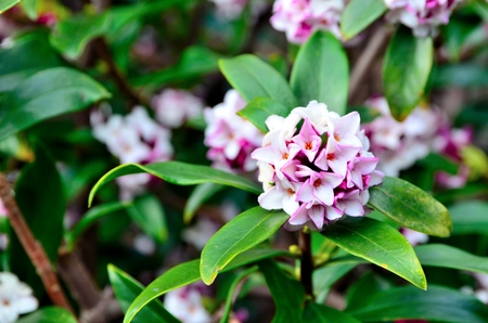 Daphneの写真素材