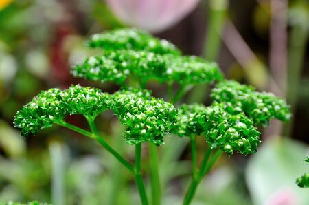 Parsley
