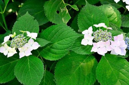 Hydrangeaの写真素材