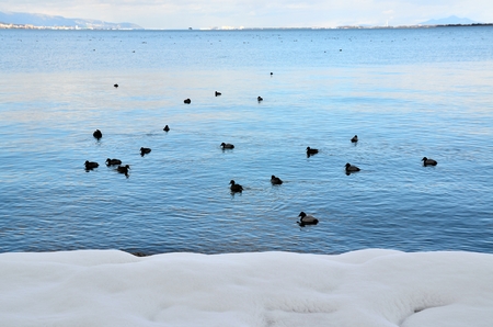 Biwako waterfowlの写真素材