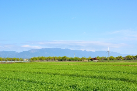 Vineyardの写真素材