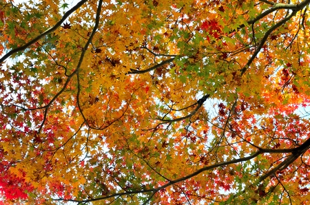 Autumn leavesの写真素材
