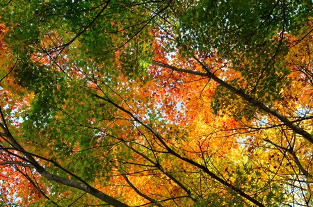 Autumn leaves