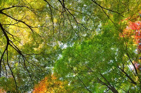 Autumn leavesの写真素材