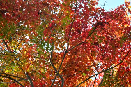 Autumn leavesの写真素材