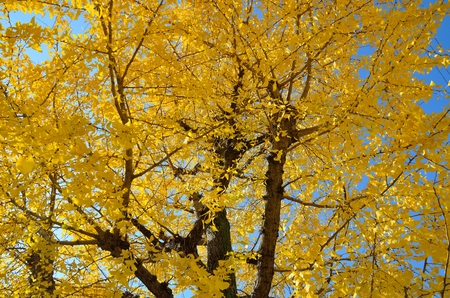 Ginkgo biloba