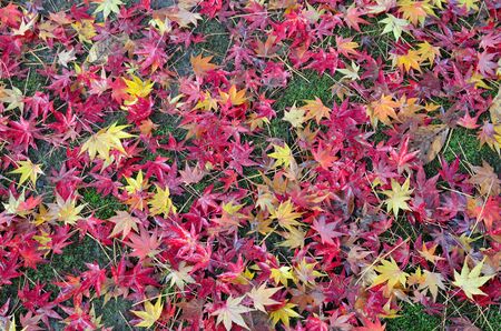 Fallen leavesの写真素材