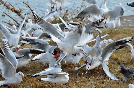 Black-headed Gullの写真素材