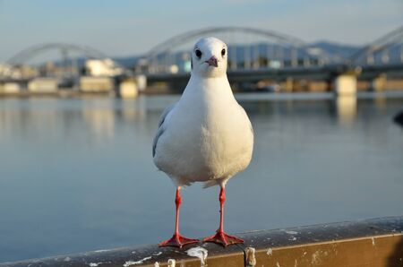 Black-headed Gullの写真素材