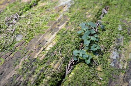 MOSS and leaf