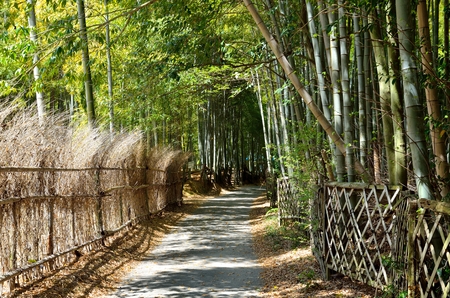 Kyoto bamboo forestの写真素材