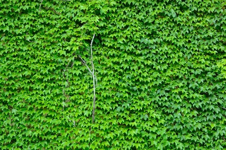 Ivyの写真素材