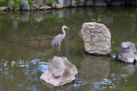Maruyama Park in Kyotoの写真素材
