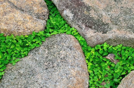 Rocks and leavesの写真素材