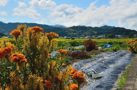 Asuka village in Nara Prefectureの写真素材