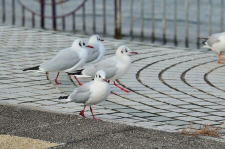 Black-headed Gullの写真素材