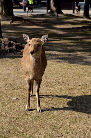 NARA Park deerの写真素材