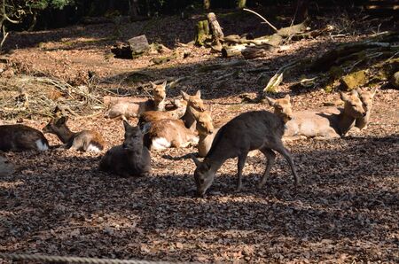 NARA Park deerの写真素材