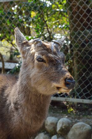 NARA Park deerの写真素材