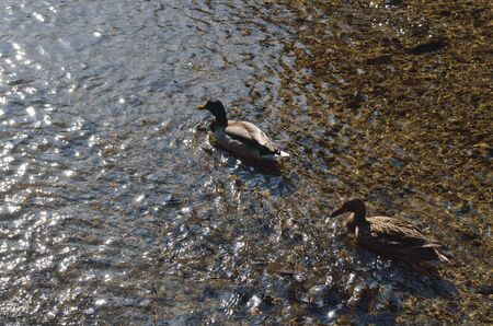 Duckの写真素材