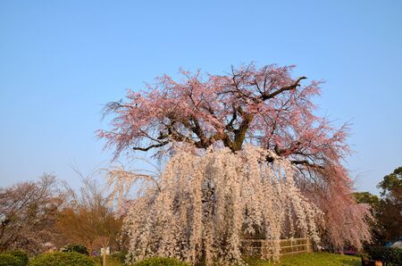 Weeping cherry tree in Maruyama Park in Kyotoの写真素材