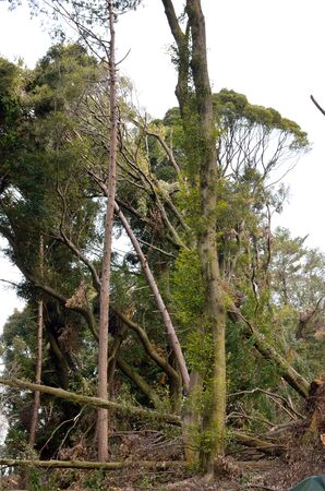 Fallen tree