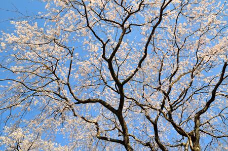 Cherry treesの写真素材