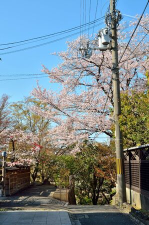 Kyoto Trail and Cherry Blossomsの写真素材