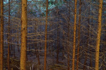 Forest
