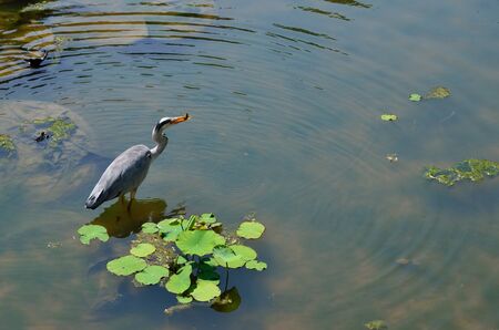 Grey heronの写真素材
