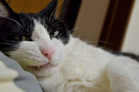 Catの写真素材