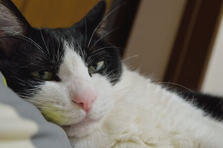 Catの写真素材
