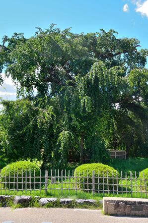 Kyoto Maruyama Park weeping cherry treeの写真素材