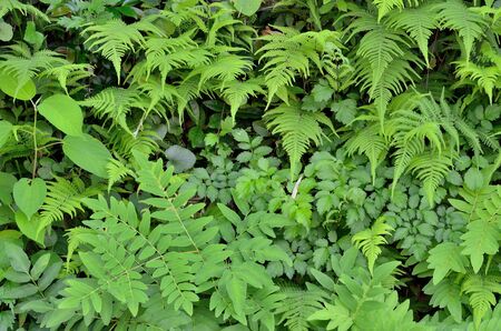 Green leafの写真素材
