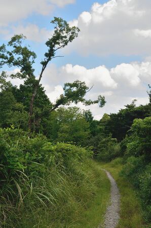 Tokai nature trailの写真素材