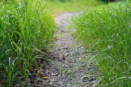 Nature trailの写真素材