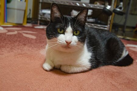 Catの写真素材