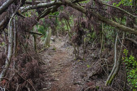 Mount Otowa mountain trail in Shigaの写真素材