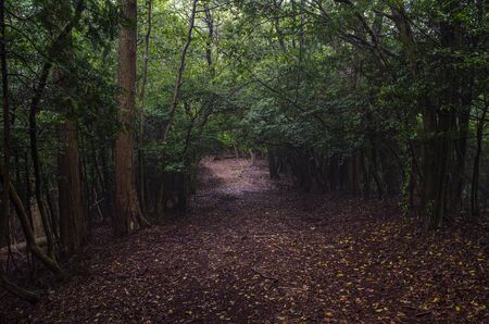 Mount Otowa mountain trail in Shigaの写真素材